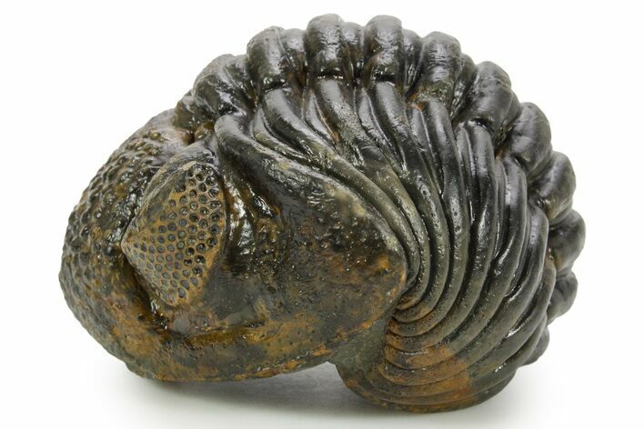 Large, Enrolled Pedinopariops Trilobite - About Long #363266